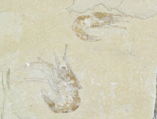 Two Cretaceous Fossil Shrimp - Lebanon #107420